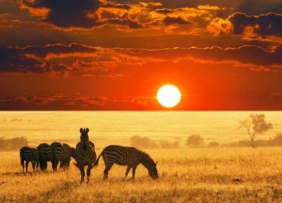 راهنمای سافاری در آفریقا: سفری به قلب حیات وحش راهنمای سافاری در آفریقا: سفری به قلب حیات وحش