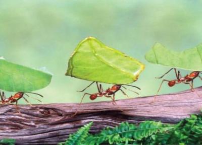 باهوش ترین جانوران دنیا باهوش ترین جانوران دنیا